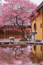 来日绮窗前，寒梅著花未?

推荐摄影师：@刘顺儿妞

#古风新世代# #阡陌花开# ​​​​