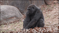 一介神明采集到搞笑GIF