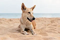 点击来源直接获取大图文件 |Red dog on the ocean beach in Sri Lanka. Close up portrait of animal.