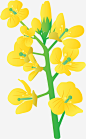 手绘风格黄色油菜花免抠素材_新图网 https://ixintu.com 卡通油菜花 手绘风格 油菜花 矢量油菜 花朵 黄色油菜花