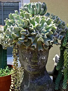 【特玉莲】Full size picture of Echeveria 'Topsy Turvy' (Echeveria runyonii)