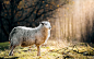 蓝天白云下树林里的小羊高清素材 树林 白云 蓝天 背景 设计图片 免费下载