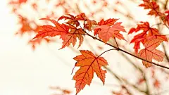 香山红叶唯美大图壁纸桌面壁纸1