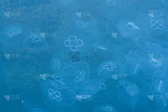 水中漂浮着水母