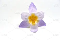 番红花属,白色背景,紫色藏红花,春季系列,贺卡,夏天,生日,明亮,花束,白色