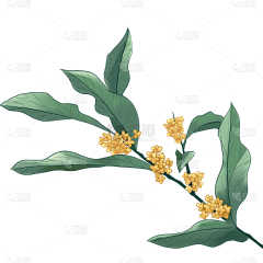 用户Y2iyGQz4采集到桂花
