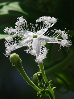 夹k猫采集到植物