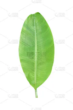 绿色的芭蕉叶放置在白色的背景和剪切路径包括。高清图像和大分辨率。可作为壁纸使用。热带观叶植物