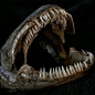 弓鳍鱼的牙齿塞满了颌骨！