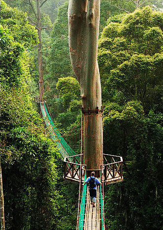 马来西亚婆罗洲热带雨林的树冠走道。动心没...