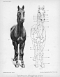 马的解剖 - 画师资料库 - 博客大巴