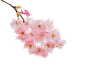春天粉红色桃花植物