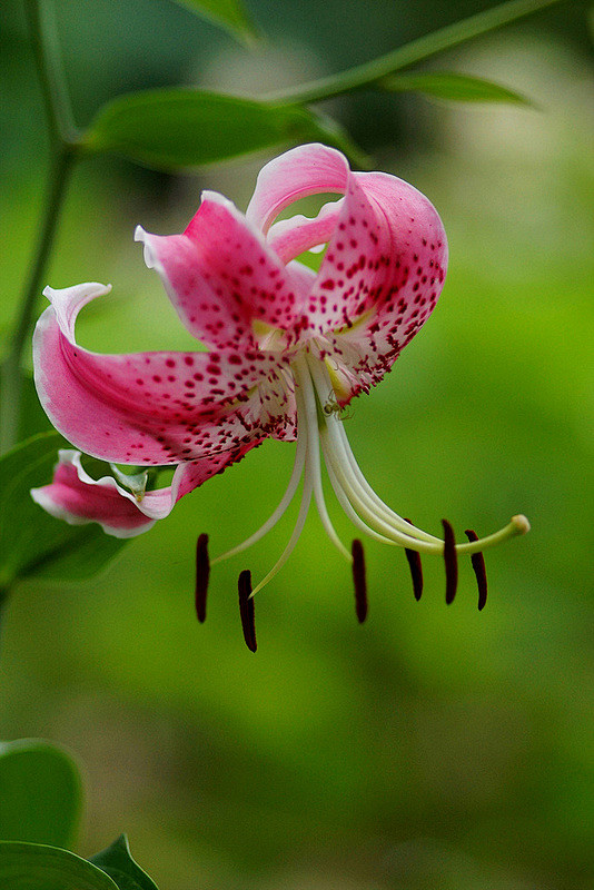 鹿子百合liliumspeciosum