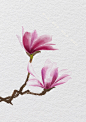 旱莲