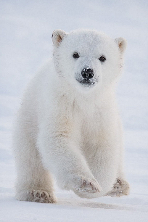 Arctic Excitement by...