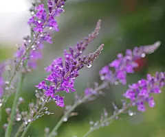 手机壁纸：露珠960x800