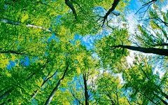电脑护眼壁纸高清素材 大树 护眼壁纸 树木 森林 背景底图 背景 设计图片 免费下载 页面网页 平面电商 创意素材