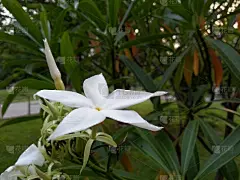 仅一朵花,自然美,水平画幅,无人,植物,植物学,园艺,清新,叶子,花头