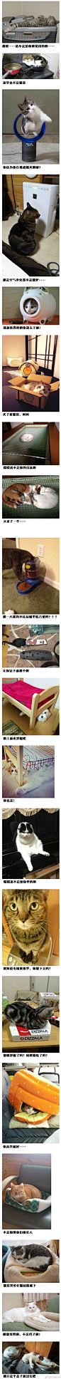 不是很懂你们喵星人的思想？！