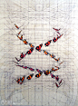 震撼心灵的大自然几何美学——斐波那契数列 - 欣赏 - 手艺门