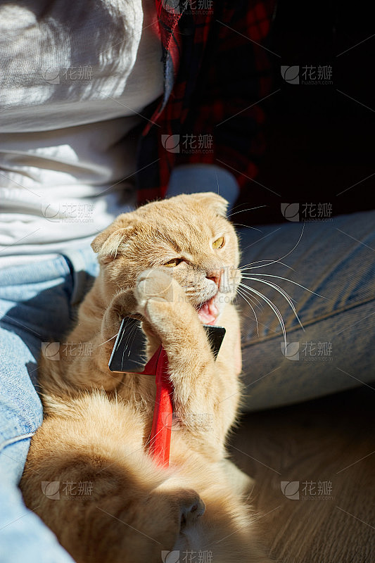 一位英国妇女养着一只红头发的猫，在家为它...