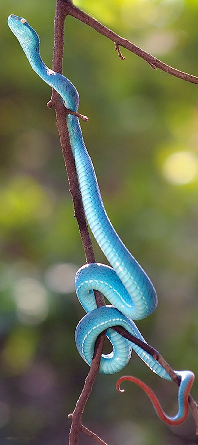 光明之风从涂涂yoyo转采于2020-05-11 13:03:57【动物世界】蛇照片