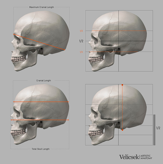 Proportions Guide of...