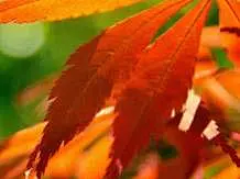 秋天枫叶手机壁纸