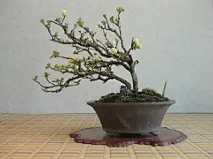 2009.卯月華風8　白花長寿梅　チョウジュバイ_c0042153_921389.jpg