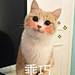 N柠檬片儿