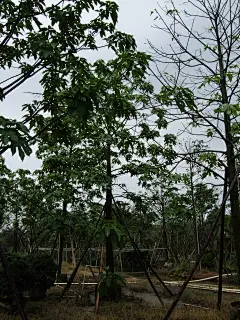 澳洲火焰木DSCF4617