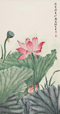 图片、荷花