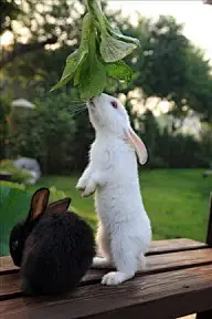 萌死人不偿命（宠物篇）