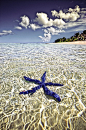 Blue Starfish, Tahiti, French Polynesia...