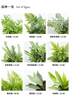 蕨DOROQ多洛库【2棵包邮】铁线蕨凤尾蕨室内观叶植物耐阴【耐热】-淘宝网