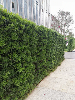 鹏丫丫采集到草坪空间