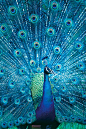 takes me back... i think i did a report on peacocks in 2nd grade and i drew an extravagant peacock like this on the cover