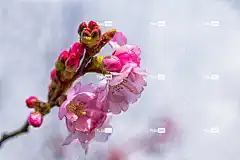 樱花 观赏樱桃 开花 美丽的花朵 花壁纸 盛开 桌面背景 春天