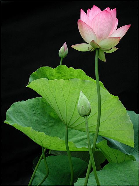 Pink lotus by Bahman...