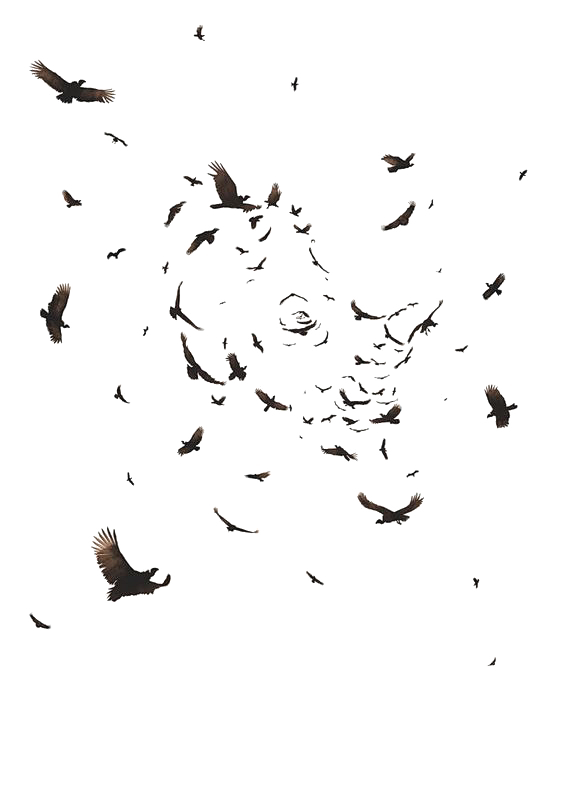 动物 png