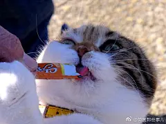 铲屎官想带着胖喵爬山减肥，7年来坚持爬了600多次，肥喵却一丁点儿也没瘦下来…………一定是因为人家长得太可爱了！ ​​​​