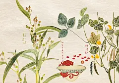 琯朗壁纸｜今日上新：活色生香红豆薏仁水
分别出自：本草图谱以及历代名瓷图谱
养生系本草壁纸。
这个斗笠杯啊，非常好看。乍看以为红色是只蝙蝠，于是想说那就叫福气满满红豆薏仁水好了，然鹅，仔细看了后面的文字，人家不是蝙蝠，是螭龙～～更为华贵了就是说。
且“海内存者仅一二而已”，虽然这种斗笠杯通常都用来喝茶，但是红豆薏仁水放进去大概也是活色生香。
明宣窑积红斗笠杯｜杯制不知何仿而高低大小如图，沏色白如羊脂，积红之色赤如猩血，而螭龙之象蜿蜒如生，而杯之周身细描云气飘渺，如秋空濛灏气中良可宝也。此杯海内存者仅一二而