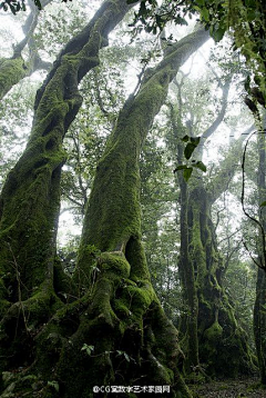 绝帅采集到园区植物