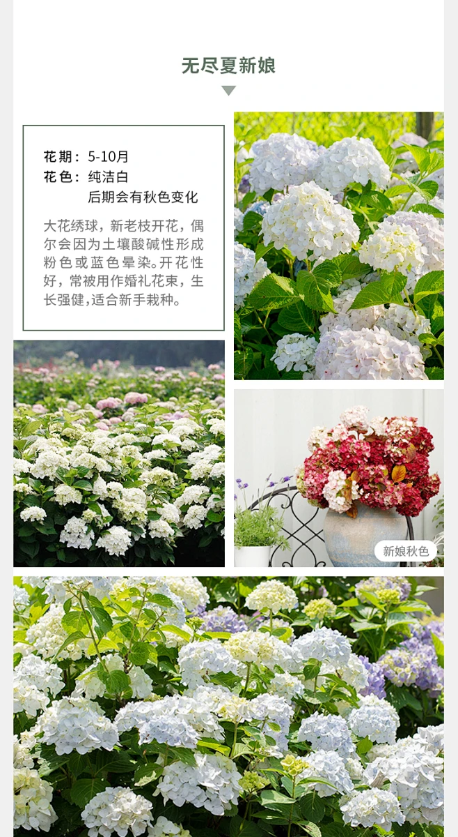 海蒂的花园绣球花苗无尽夏海妈花园万华镜银河阳台花卉盆栽花苗-淘宝网-花瓣网
