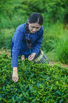 M-小鹿采集到茶