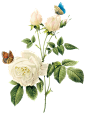 免抠素材-鲜花-白玫瑰-PNG-素材