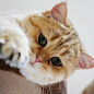 今日份吸猫，喵星人萌图