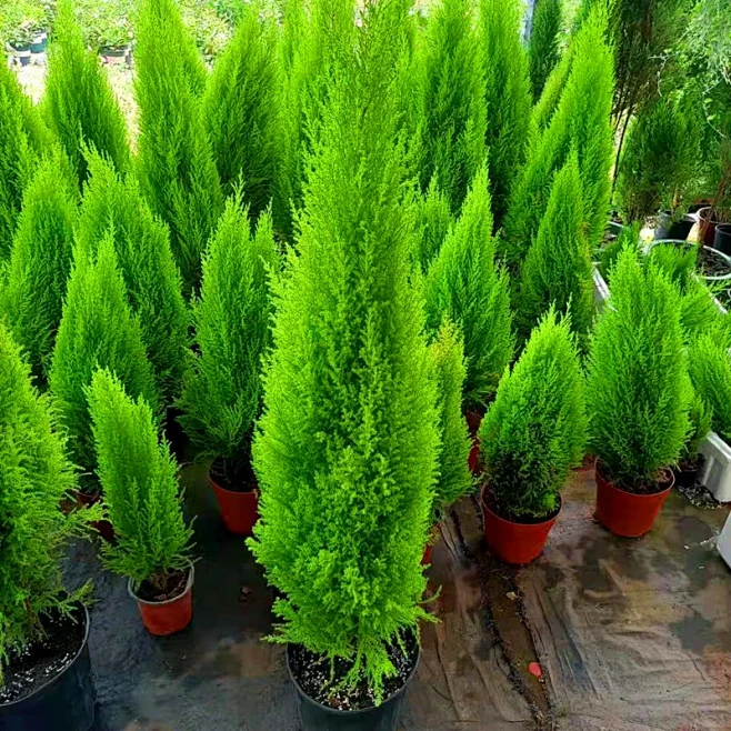 香松盆栽圣诞树蓝狐柏棒棒糖松植物室内桌面四季好养花卉绿植办公室小金冠柏盆景 香松中盆高35cm左右 基地盆【图片 价格 品牌 报价】-京东-花瓣网