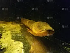 鱼缸里浑浊的水中的长鱼或鳗鱼