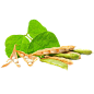 大豆ajfai